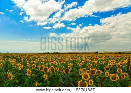 Beautiful sunflower field at the summer, near Burgas, Bulgaria