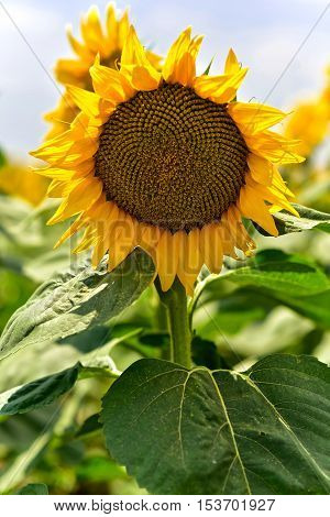 Beautiful sunflower field at the summer, near Burgas, Bulgaria