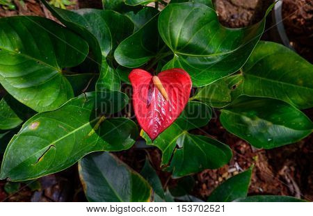 Red and pink anthurium flower also known as tail flower flamingo flower and laceleaf in dark tone.