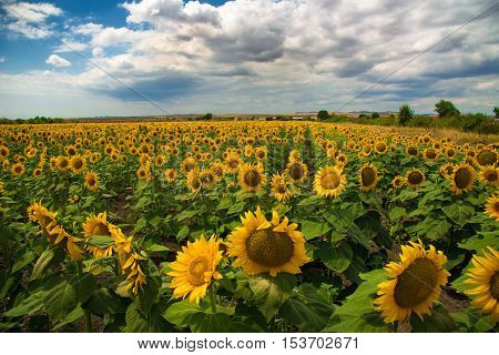 Beautiful sunflower field at the summer, near Burgas, Bulgaria