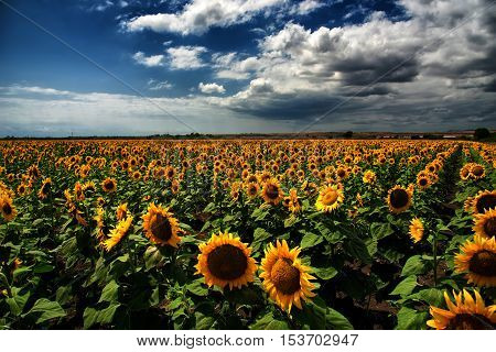 Beautiful sunflower field at the sunset, near Burgas, Bulgaria