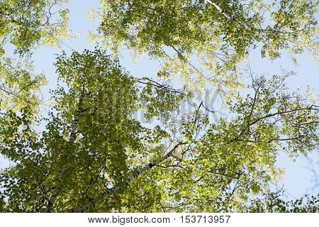 Blue sky. Crones of trees. Birch Grove. Green trees.