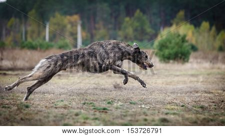 Coursing. Irish Wolfhound Dog Runs
