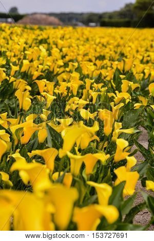 Calla Garden Field Cultivation