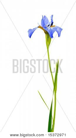 Beyaz izole mavi Iris