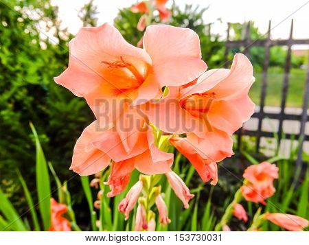 Blooming Flower Background