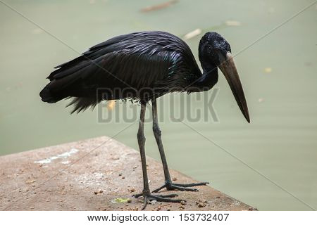 African openbill (Anastomus lamelligerus). Wildlife animal. 