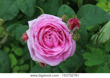 Pink rose flower in the garden. Rose bud opened flower. Rose with side buds.