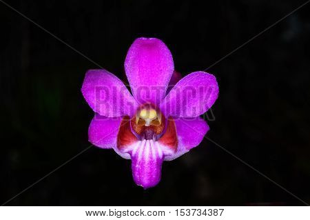Doritis pulcherrima orchids at Phu Kradueng National Park