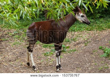 Okapi (Okapia johnstoni). Wildlife animal. 