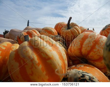 Pumpkin harvest. Striped orange and white pumpkins and decorative squash for the holidays against a blue sky