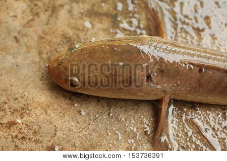 animal, aquatic, black, chinese, cook, cooking, cuisine, delicious, exotic, eye, ferocious, fin, fish, food, fresh, freshwater, life, living, meat, mouth, natural, nature, nutritious, predator, river, tail, water, wild