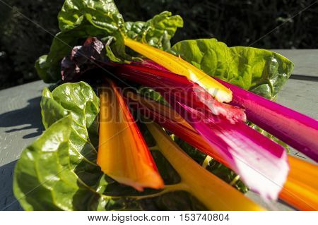 Bright Lights Swiss Chard Colorful Healthy Organic Vehetarian Raw Food and Healthy Cooking Ingredient