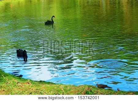 Two Black Swans swim on reflective pond in a peaceful tranquil setting