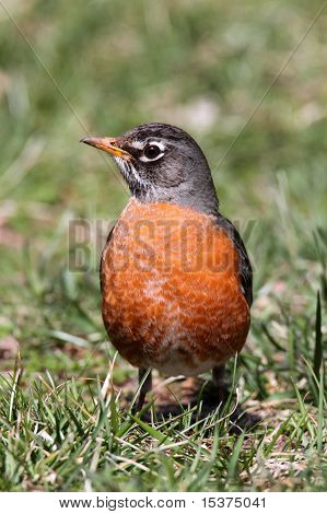 Amerikan Robin (turdus Migratorius)