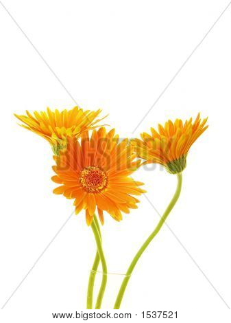 Gerbera