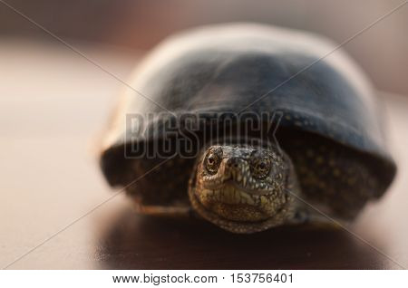 Portrait of a small and cute sea turtle