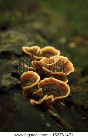wild mushroom of a fallen tree bark