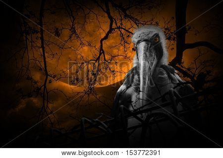 Lesser adjutant stork bird with old fence over dead tree moon and cloudy sky Mystery background Halloween concept