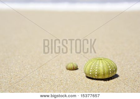 Scena di spiaggia con due gusci di Dead Sea Urchin