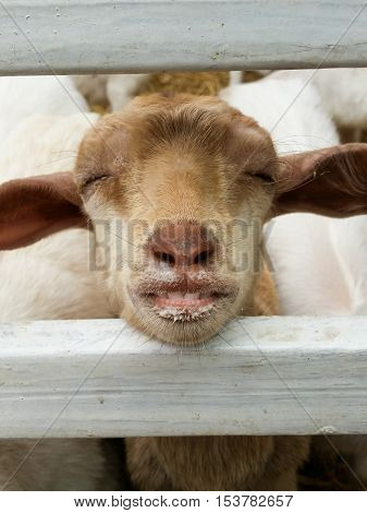 The goat was sleeping after eating milk