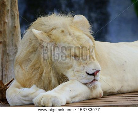 front end of white mutation male African lion lying on a wooden platform, taking a nap, head toward camera