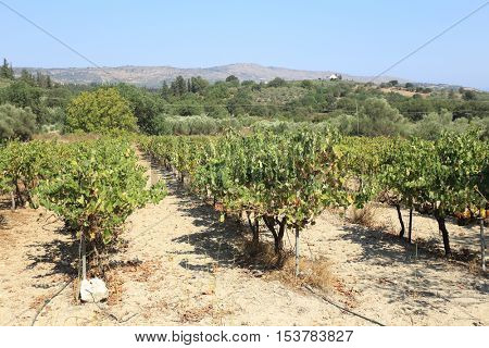 Well-maintained grapevines in a vinyard at Nipos in the Apokoronas area of Crete, Greece. Wine is a major product of Cretan agriculture.