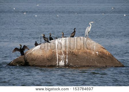 Little Cormorant (Phalacrocorax),Black cormorant lets its wings dry in the sun
