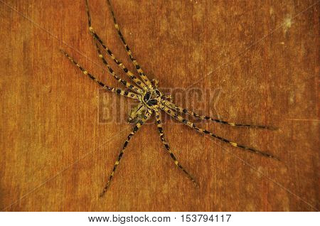 Tropical nicely colored with a spider on the network. Indonesia. Java.