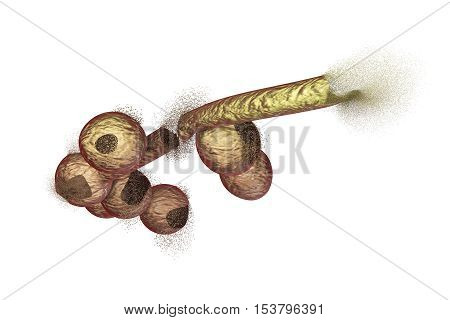 Destruction of Candida fungi, 3D illustration. Can be used to illustrate effect of antifungal drugs, medicines, microbes, nanoparticles