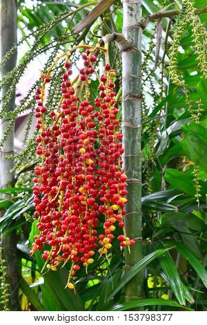 Seed of oil palm in Tailand, island Phuket