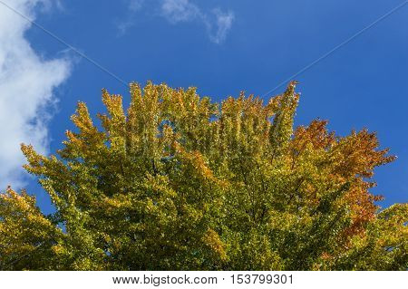 The perfect autumn day with blue skies and fluffy clouds a beautiful large old tree begins to change color of it's leaves in gentle pinks orange and green