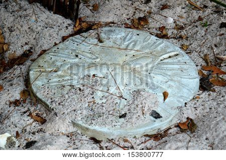 sand dollar stepping stone fall leaves pine cone needles