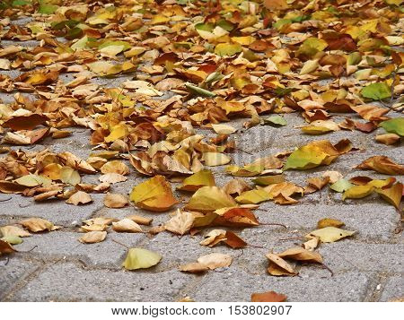 fallen leaves of trees are shedding their leaves in spring autumn.so