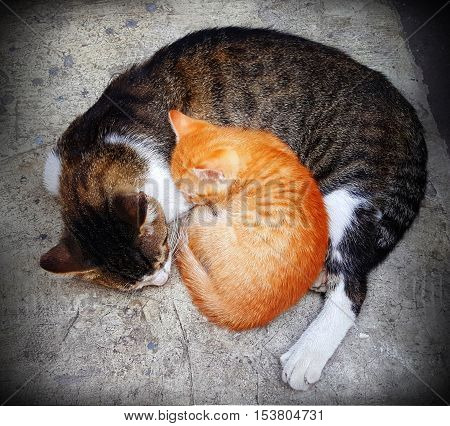 maternal warmth unlike anything ever. Istanbul Ortaköy, the stray cat cub sleep.