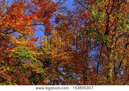 Nevytske Ukraine - October 27 2016: A fiery autumn foliage in the crowns of trees in the Carpathian forests.