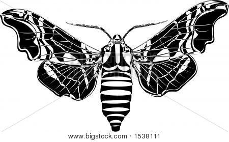 มะนาวเหยี่ยว Moth บรรทัด