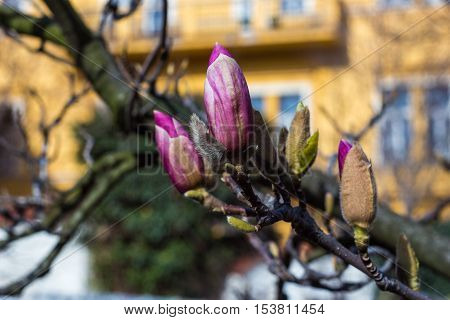 Purple bud in spring close up in nice color