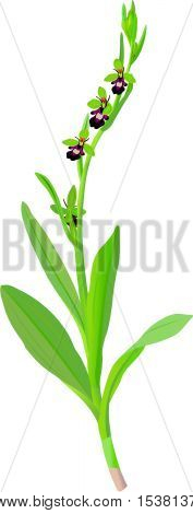 Ophrys Incectifera.Eps