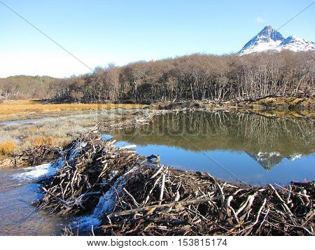 Beavers Dam in Ushuaia, Argentina - Patagonia