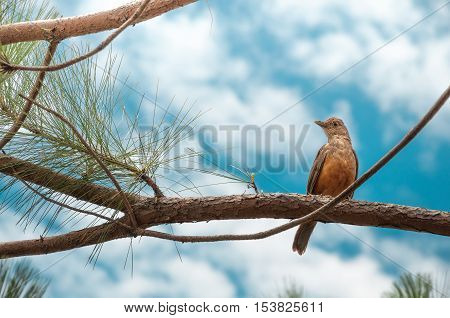 Bird With Orange Belly On A Tree Branch. Sunny Day With Many Clouds On A Gorgeous Blue Sky Backgroun