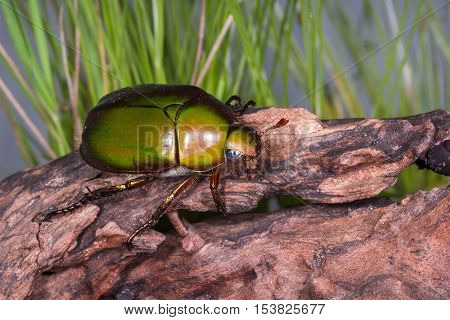 Flower Beetle (anomala Dimidiata)