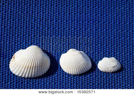 hvid shell