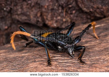 Mimusop Stem Borer (pachyteria Dimidiata)