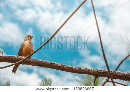Singing Bird With Orange Belly And Open Beak On A Tree Branch. Sunny Day With Many Clouds On A Gorge