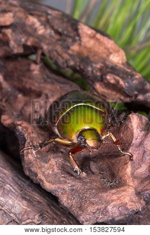 Flower Beetle (anomala Dimidiata)