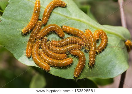 Painted Jezebel Caterpillars