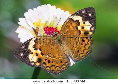 The Rustic Butterfly