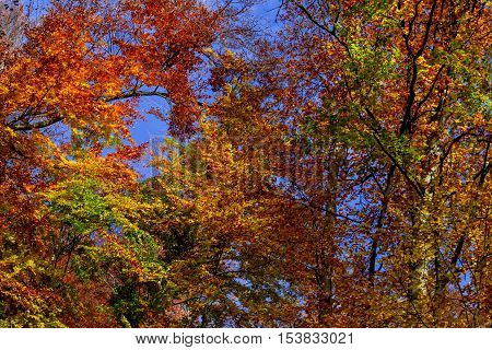 Nevytske Ukraine - October 27 2016: A fiery autumn foliage in the crowns of trees in the Carpathian forests.