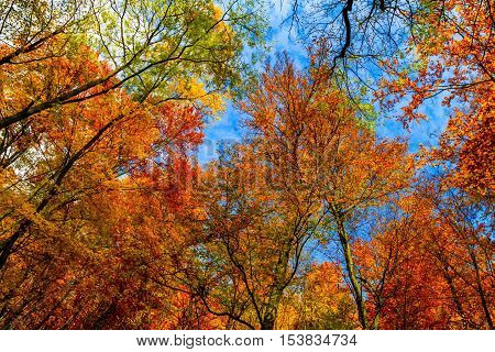 Nevytske Ukraine - October 27 2016: A fiery autumn foliage in the crowns of trees in the Carpathian forests.